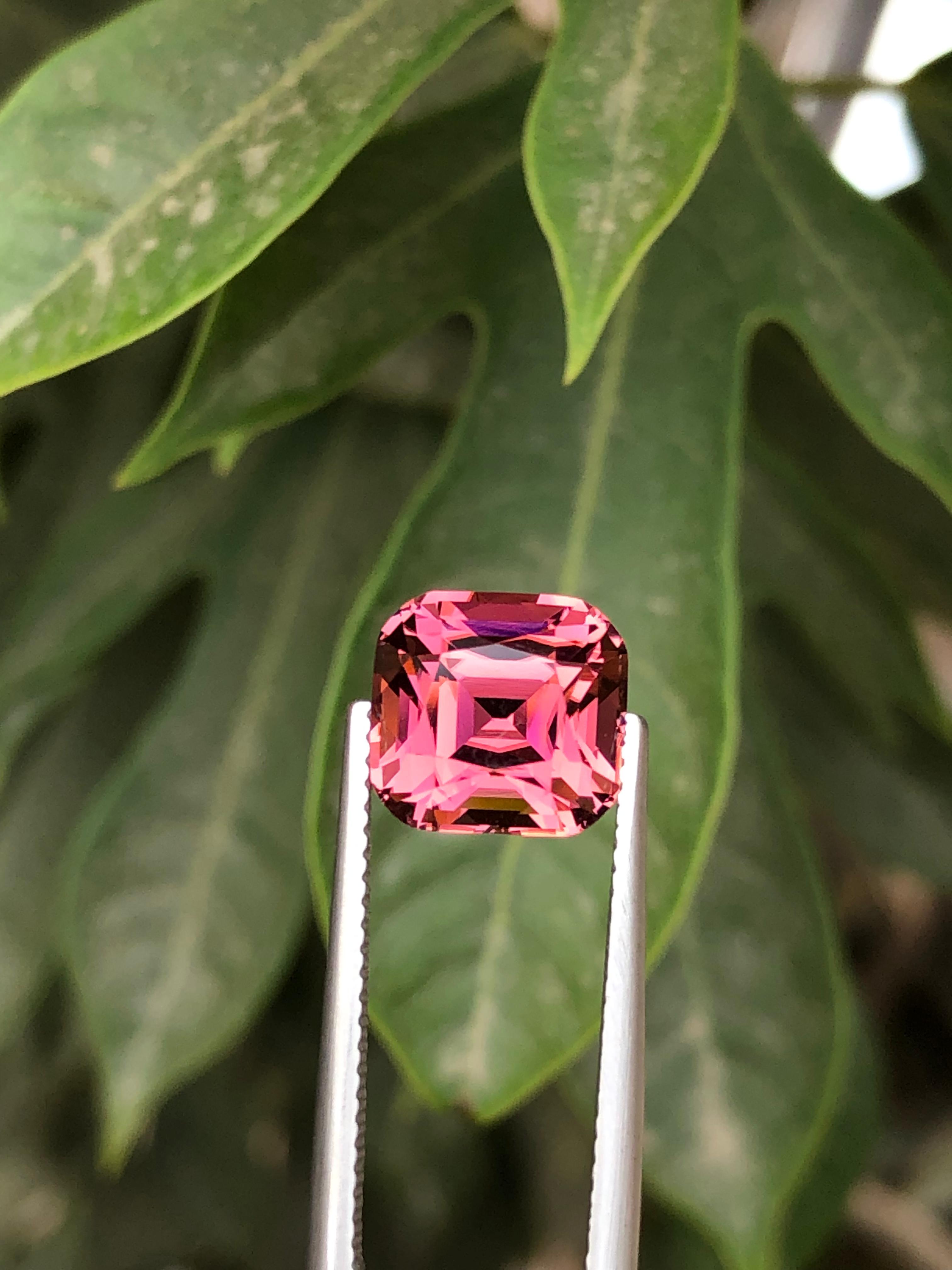 You May Like This Pink Tourmaline On Tweezers With Green Leaves In The Background